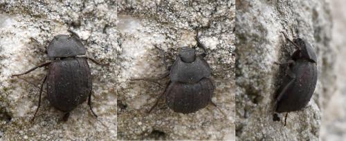 Réf. 217 888 : Asida sp.